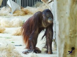 Tiergarten Schönbrunn am 03.10.2025